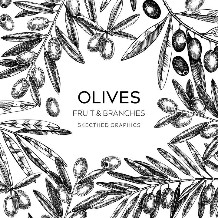 Olives frame design. Olive tree branches sketches. Mediterranean food menu template. Hand-drawn vector illustration. NOT AI generated.